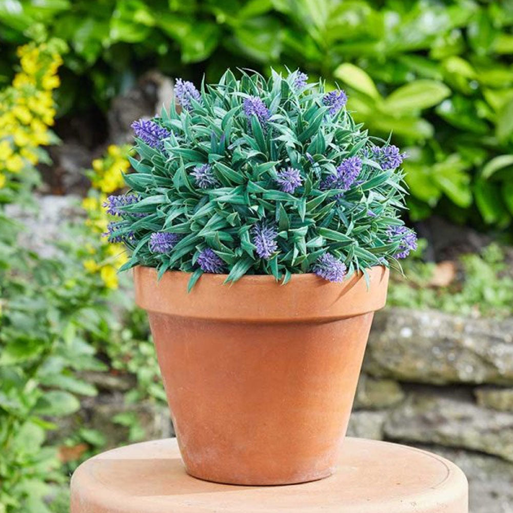 Topiary Lavender Ball - 30cm | 260683