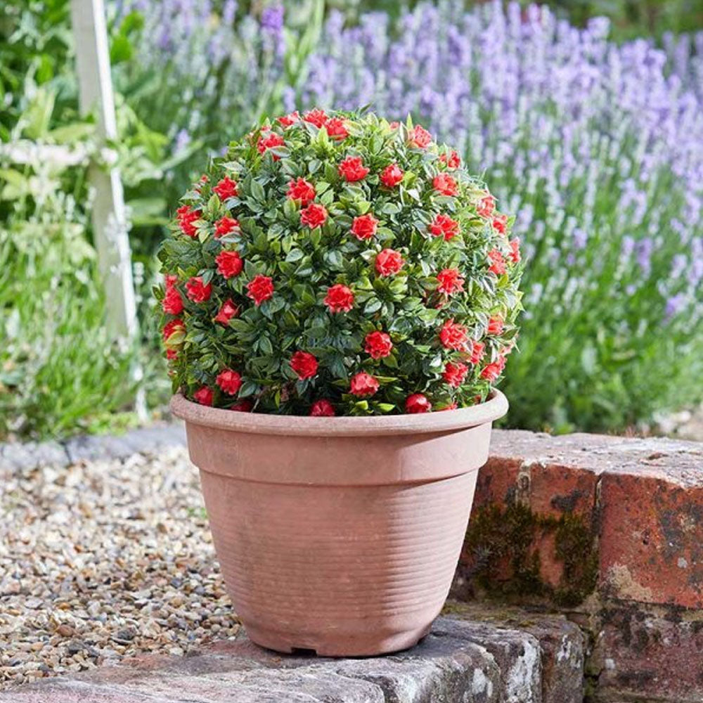 Topiary Red Rose Ball - 30cm | 260687