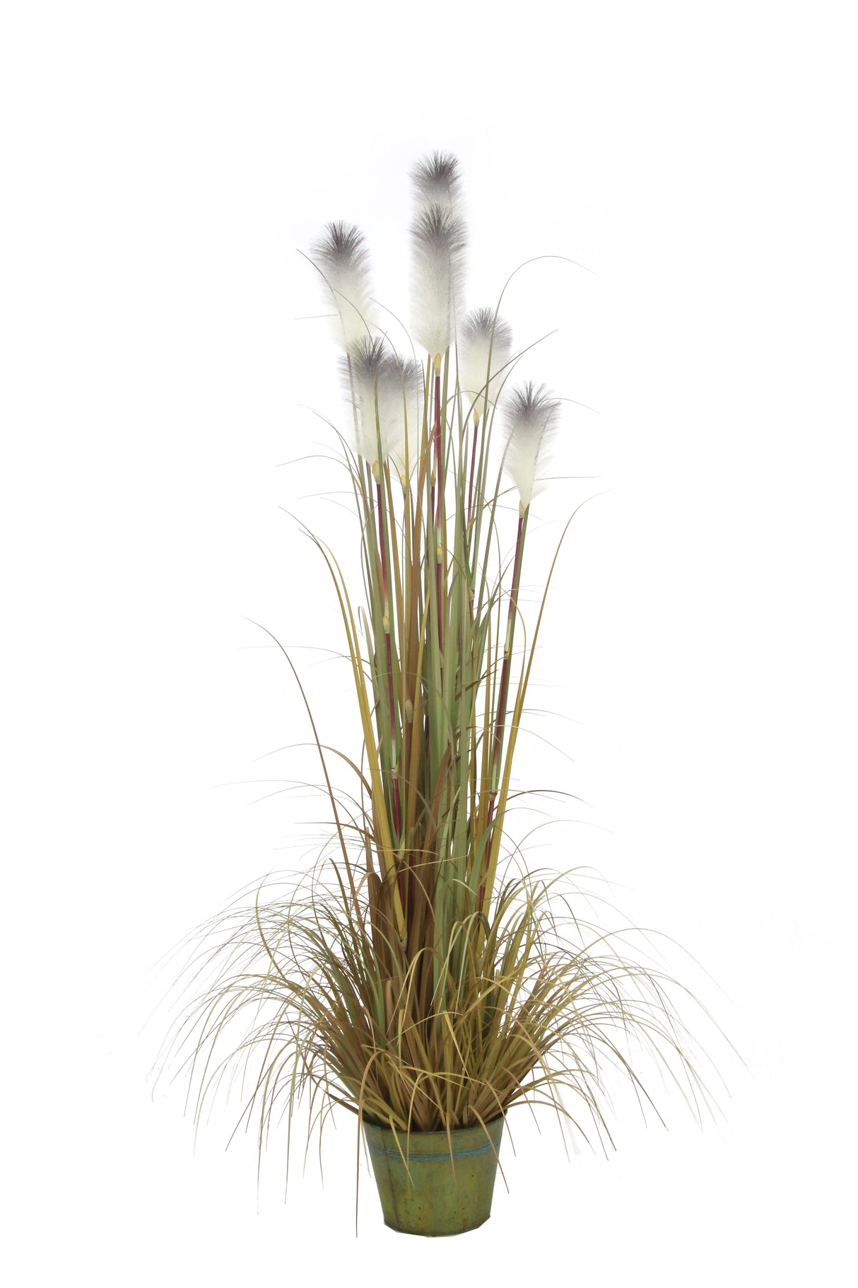 Macquillan 6ft High Reed Grass in Metal Pot - Green / White | MQF6022