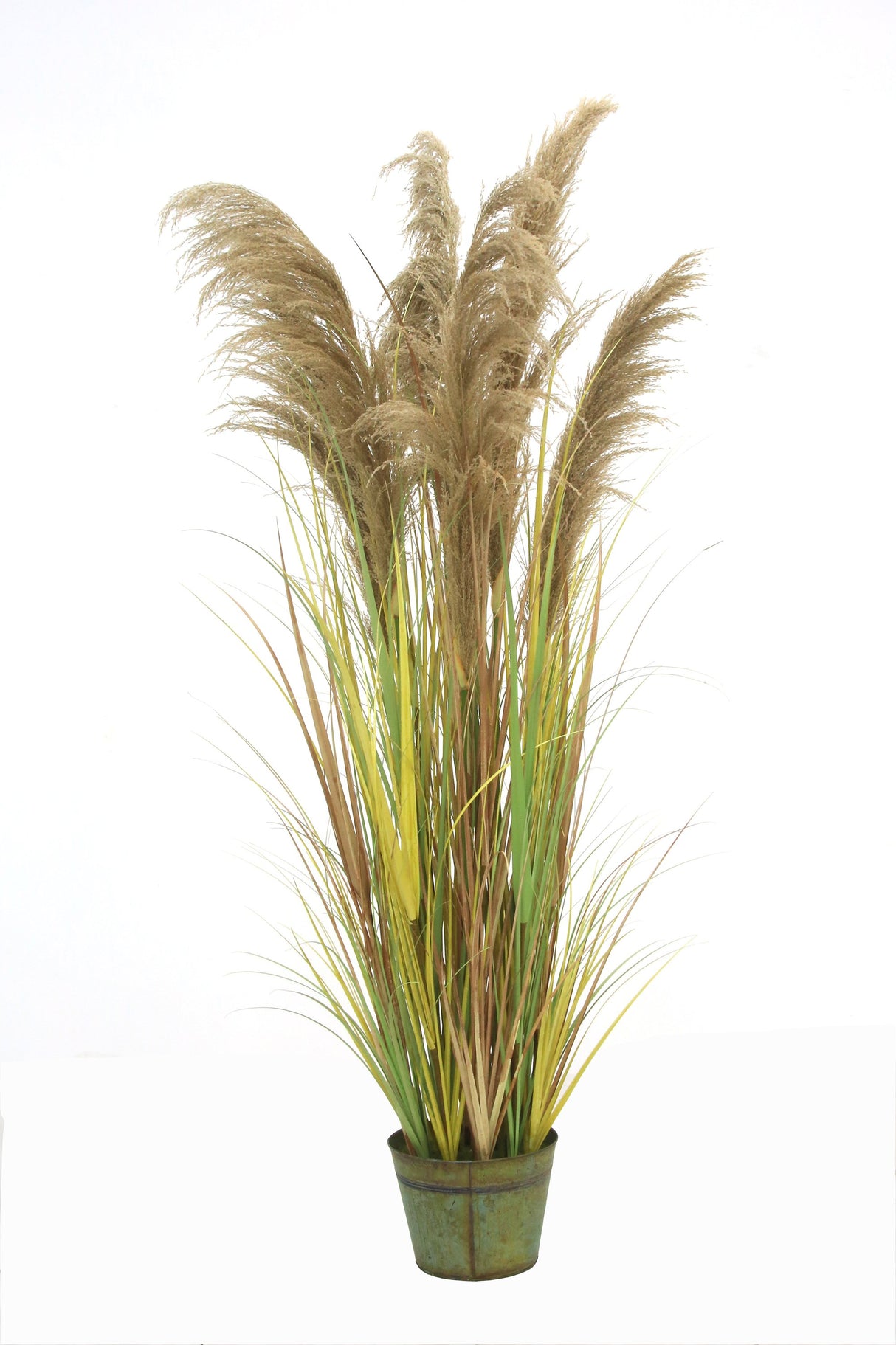 Macquillan 6ft High Pampas Grass in Metal Pot Beige | MQF6026