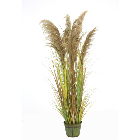 Macquillan 6ft High Pampas Grass in Metal Pot Beige | MQF6026