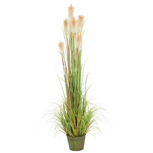 Macquillan 6ft High Reed Grass in Metal Pot | MQF6025